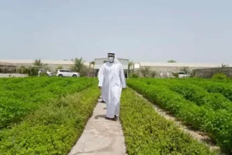 Al Ain Farms Group